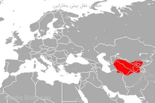 خفاش نعل بینی بخارایی